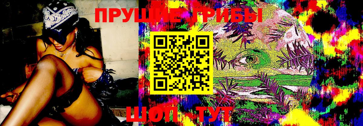 Псилоцибиновые грибы Cubensis Ступино